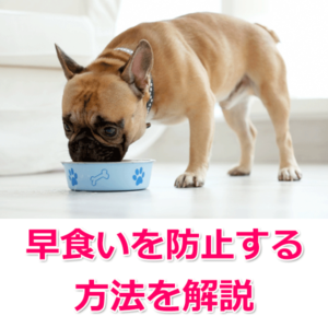 犬 の 早 食い を 治す 方法