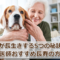 犬が長生きする5つの秘訣と獣医師おすすめ長寿の方法